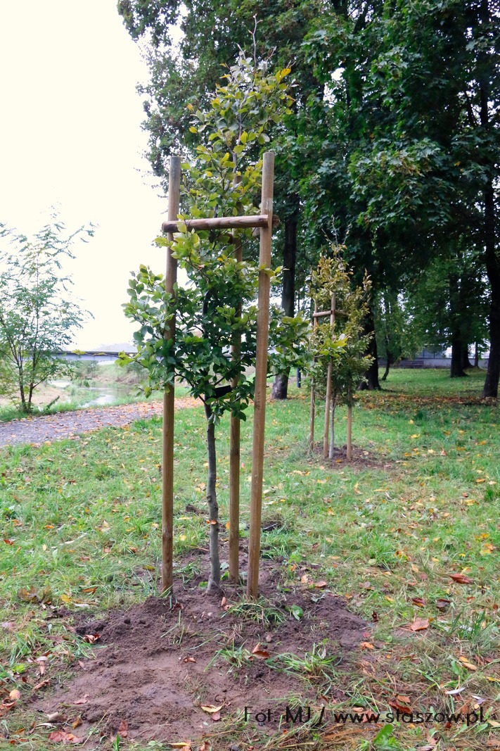 Na zdjęciu nowe drzewka na terenach zielonych