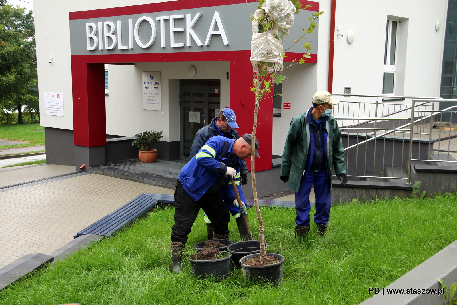 Na zdjęciu nowe drzewka na terenach zielonych przy Bibliotece Publicznej Miasta i Gminy w Staszowie, przy ul. Szkolnej